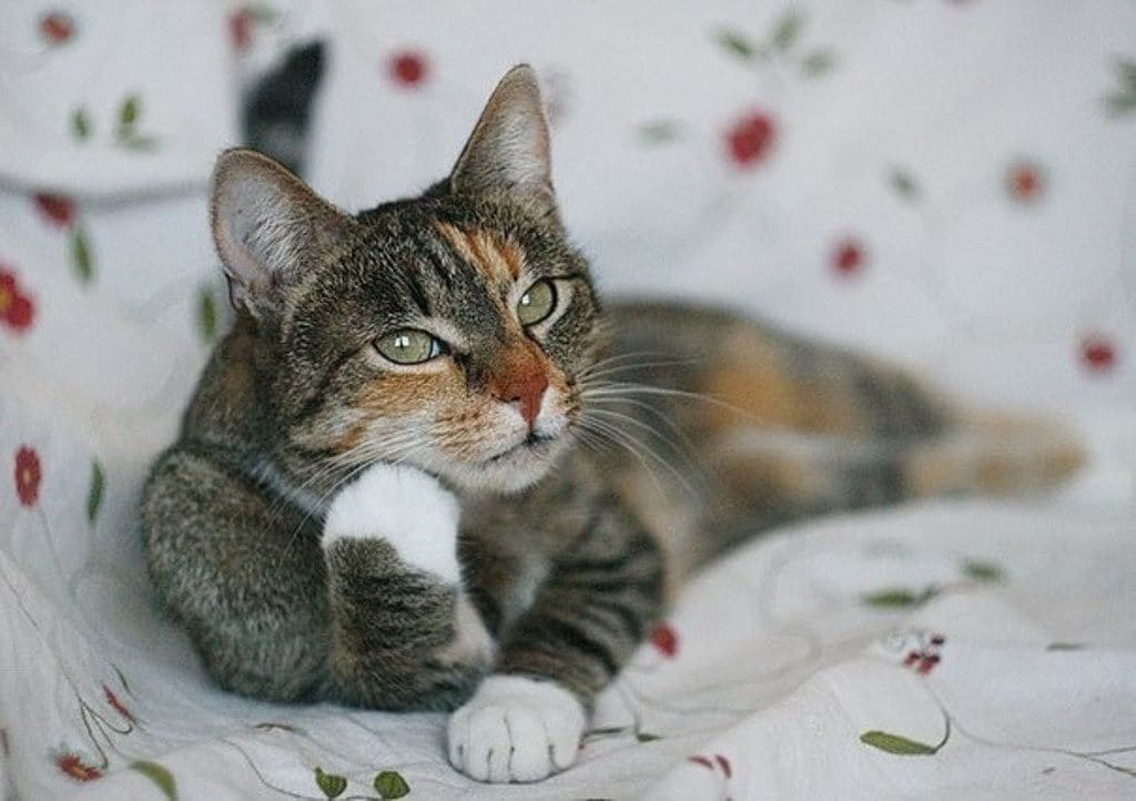 Выбор у блогеров есть Freeboosta